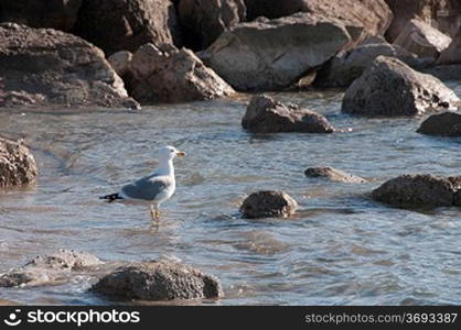 Seaguls at the beach