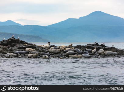 Seal Island on Pacific ocean in Kamchatka P?ninsula