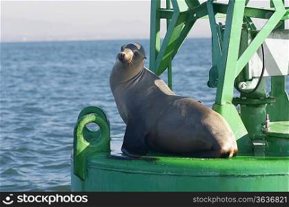 Seal on floating structure in ocean