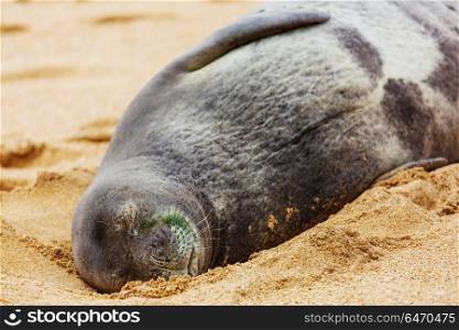 Seal. Pretty relaxing seal in the beach, Hawaii, USA