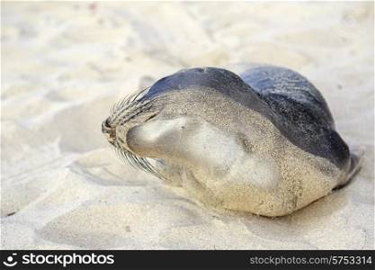 Seal pup having rest on the Hermosa beach, California, USA&#xA;