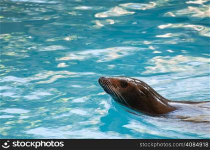 seal saltwater mammal that lives in the ocean