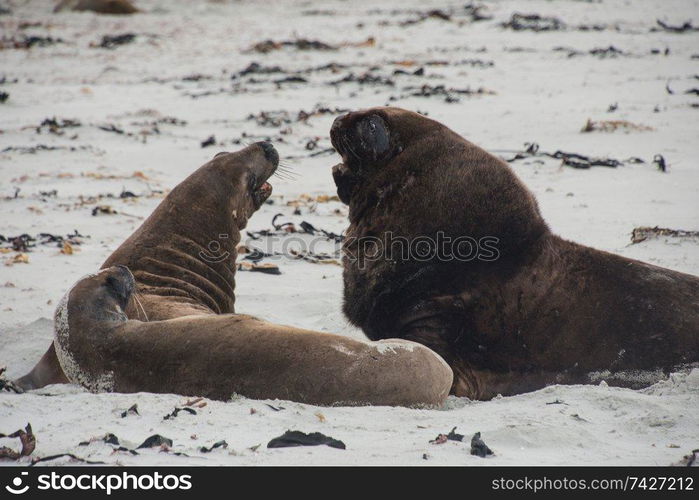 Sealions on beach