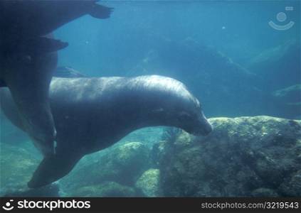 Seals in an Aquarium