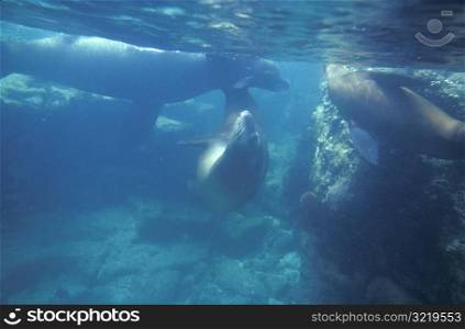 Seals in an Aquarium