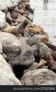 Seals on rocks