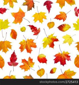 seamless autumn leaves on a white background