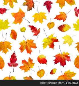 seamless autumn leaves on a white background