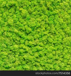 seamless close up green moss texture