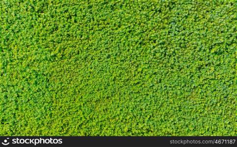 seamless green hedge texture