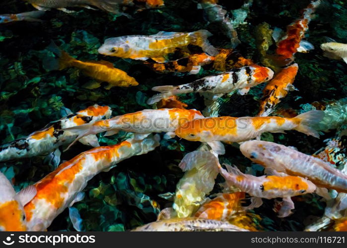 Seamless koi carps. Beautiful golden carps fish swimming