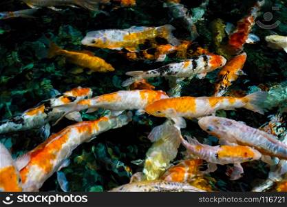 Seamless koi carps. Beautiful golden carps fish swimming