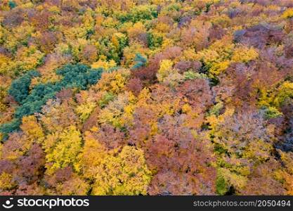 Seamless natural pattern of beautiful forest during autumn season. Multicolored fall leaves on trees. Aerial view from drone.. Seamless natural pattern of autumn forest