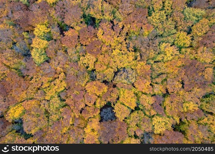 Seamless pattern of colorful trees at autumn forest from birds eye view. Beautiful seasonal foliage on woodland.. Seamless pattern of colorful trees at autumn forest