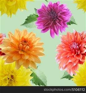 seamless pattern of dahlia flowers on green background. seamless floral pattern