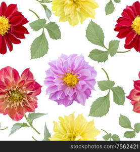 seamless pattern of dahlia flowers on white background