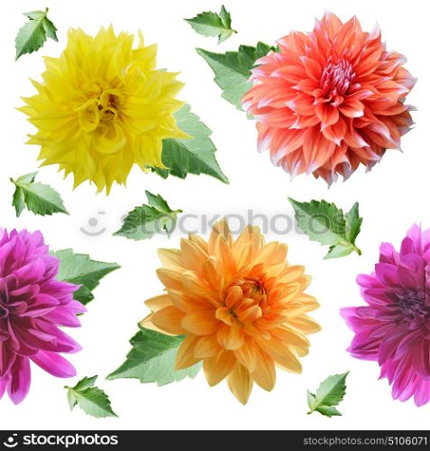 seamless pattern of dahlia flowers on white background. seamless floral pattern