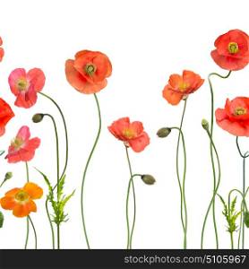 seamless pattern with Red Poppy Flowers on white background. seamless pattern with Red Poppy Flowers