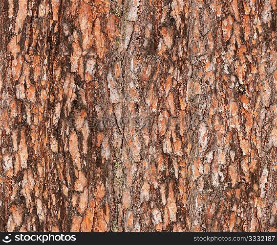 seamless pine&acute;s bark texture