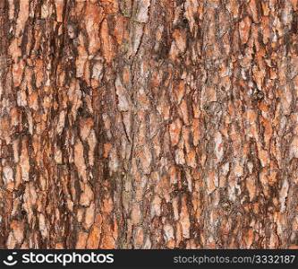 seamless pine&acute;s bark texture