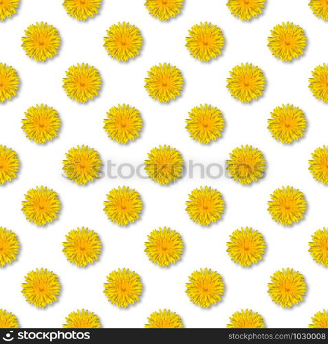 Seamless yellow flower patterm. Dandelion flower summer background close up.. Seamless yellow flower patterm on white. Dandelion flower summer background close up.