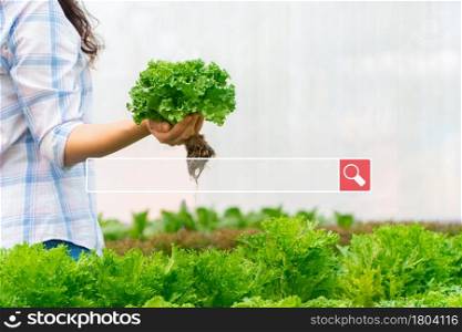 Searching browsing internet bar over background is farmer woman holding raw vegetable salad for in a hydroponic farm. Searching Browsing Internet Data Information Networking Concept