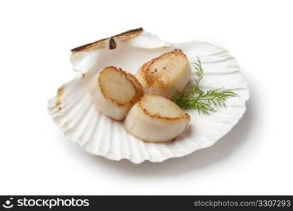Seared scallops served in a shell with dill on white background