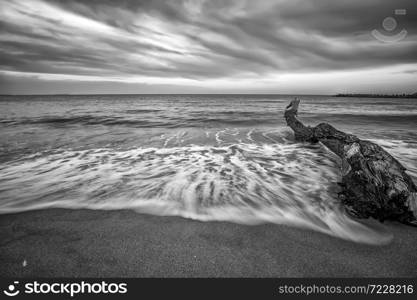 Seascape. Idyllic sunset view with the old tree at the beach in black and white