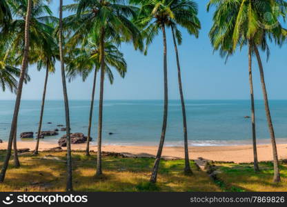 seascape through the tall coconut palms