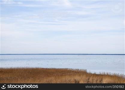 Seascape with reeds by the coast of the swedish island Oland in the Baltic Sea