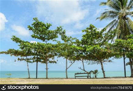 Seascape with tropical almond tree on beach