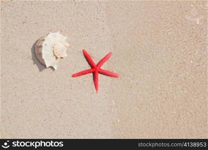 seashell and starfish in white sand beach as summer vacation symbols