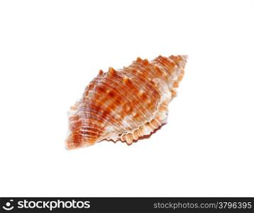 Seashell closeup isolated on white