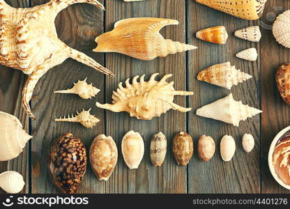 Seashell collection flat lay still life