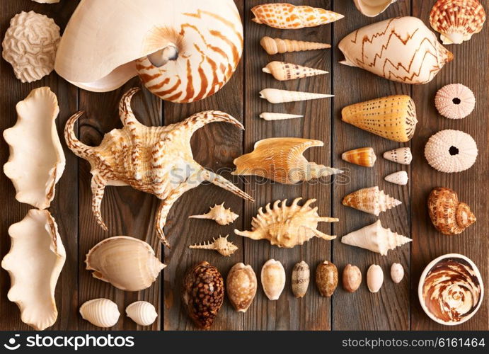 Seashell collection flat lay still life