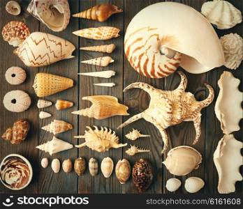 Seashell collection flat lay still life