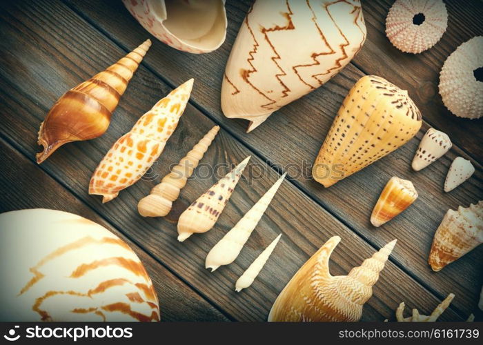 Seashell collection flat lay still life