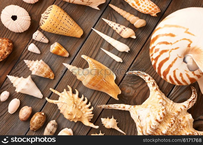 Seashell collection flat lay still life