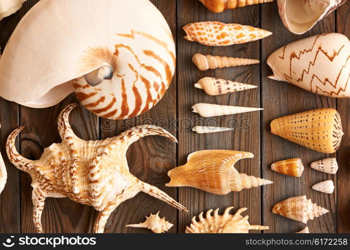 Seashell collection flat lay still life