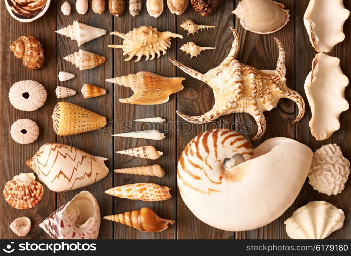 Seashell collection flat lay still life