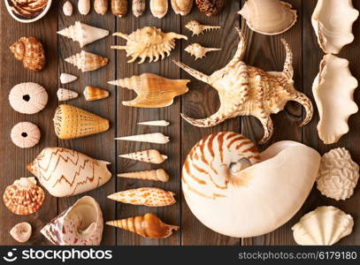Seashell collection flat lay still life