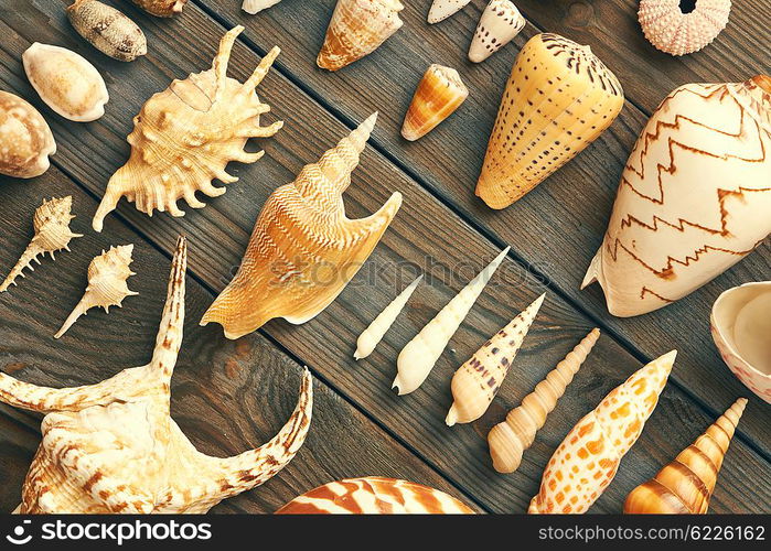 Seashell collection flat lay still life