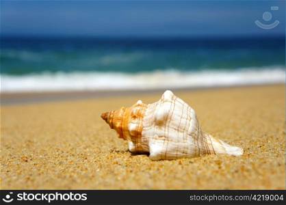 Seashell laying on a tropical beach with blue waves in the background.