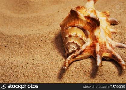 Seashell on a sand.