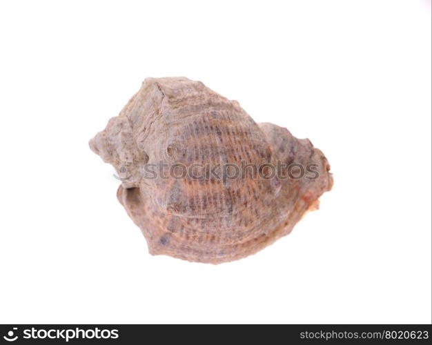 seashell on a white background