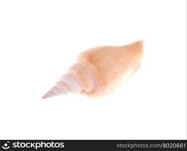 seashell on a white background