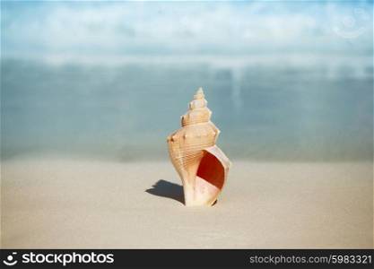 Seashell on beach. One big seashell on tropical beach close-up
