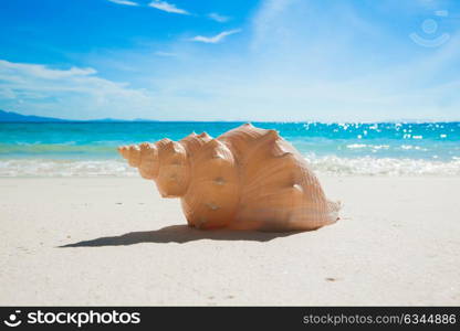 Seashell on beach. Seashell on sand of tropical sea beach