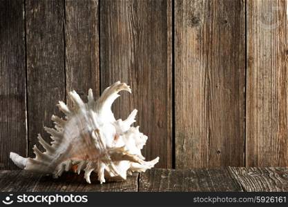 Seashell on old wooden table