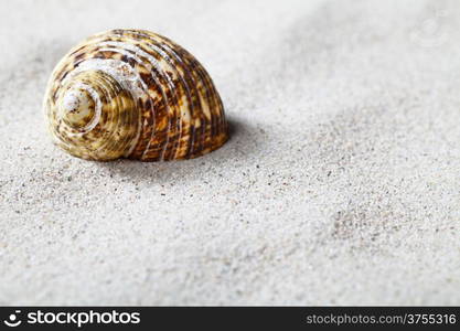 Seashell on sand background. Beach concept with copy space. Macro shot